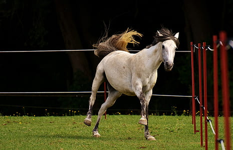 white horse running on grass field thumbnail