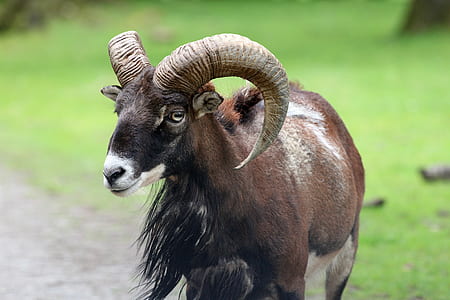 shallow focus photography of brown ram goat thumbnail