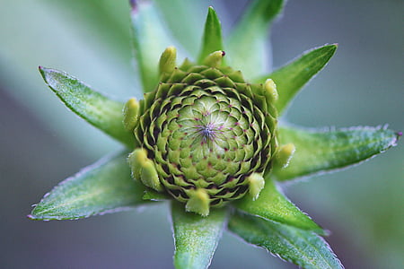 green leafed plant thumbnail