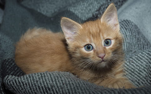 brown kitten on gray textile thumbnail