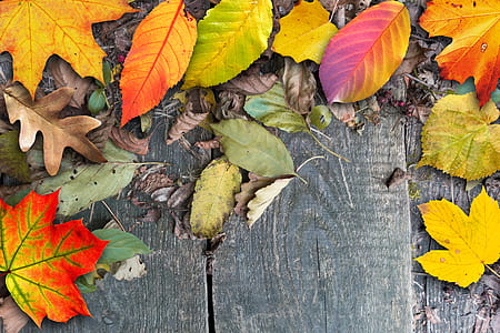 green and orange leaves thumbnail