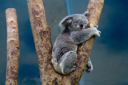 gray koala on tree thumbnail