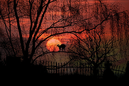 silhouette of cat on bare tree with red sky thumbnail