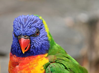 selective focus photography of rainbow lorikeet thumbnail