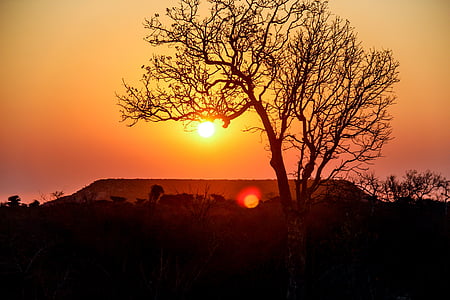 silhouette of bare trees during golden hour thumbnail