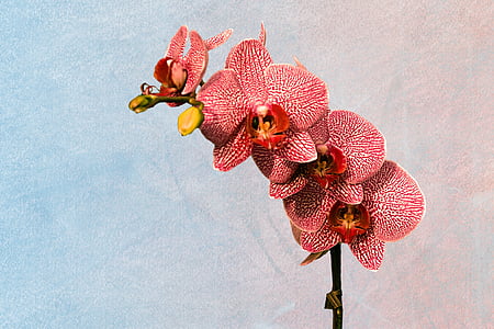 red moth orchid thumbnail