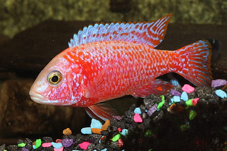 red fish thumbnail