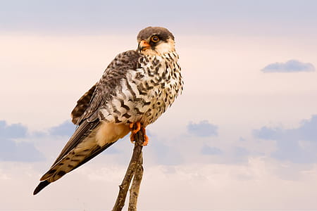 Brown Short Peak Bird Perch on Brown Tree Branch thumbnail