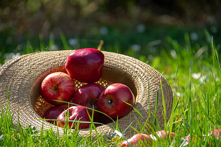 apples in hat thumbnail