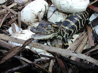 fully hatched gray and black alligator near eggs thumbnail