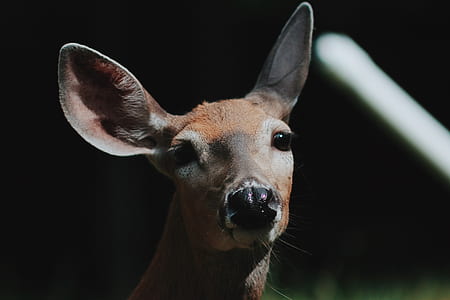 brown deer thumbnail