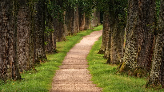 beige pathway between tress thumbnail