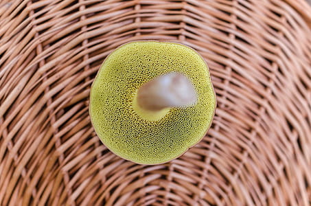 macro, basket, mushroom, fungus thumbnail
