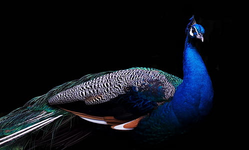 bird, animal, colorful, beak thumbnail