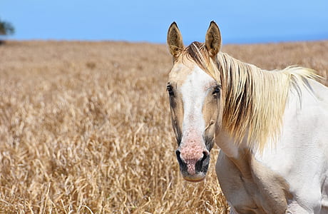 white horse under sunny sky thumbnail