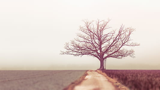 Landscape Photography of Withered Tree thumbnail