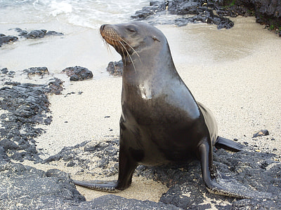 The North Pacific Sea Lions thumbnail