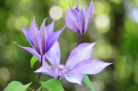 purple clematis flowers thumbnail