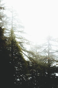 green leafed trees during daytime thumbnail