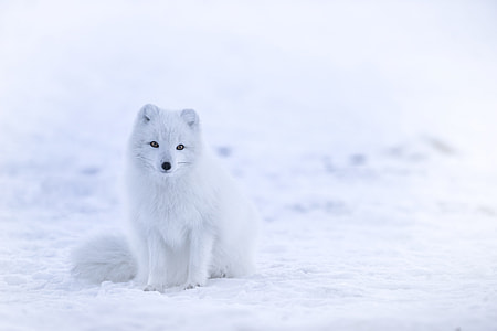 white wolf on snow thumbnail