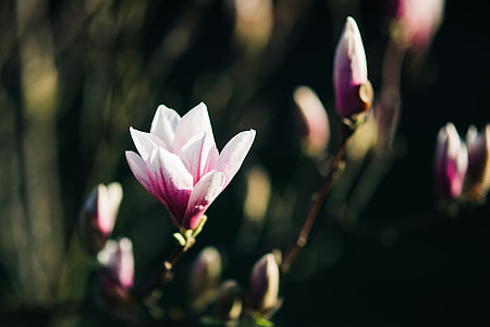 Pink spring flowers thumbnail