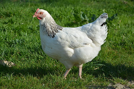 closeup photo of white hen on green grass thumbnail