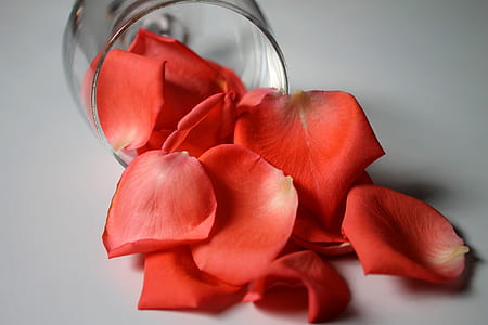 rose petals in wine glass thumbnail