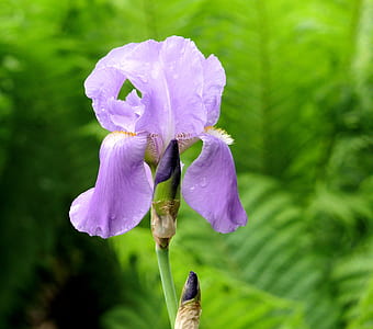 shallow focus photography of purple Iris flower thumbnail