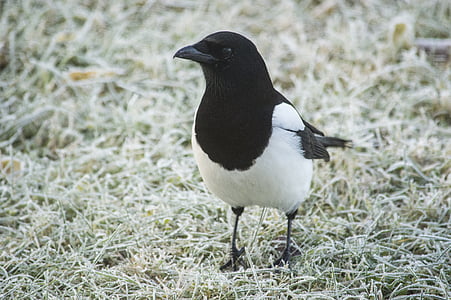 selective focus photography of black and white bird thumbnail