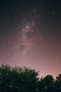 trees under starry sky thumbnail