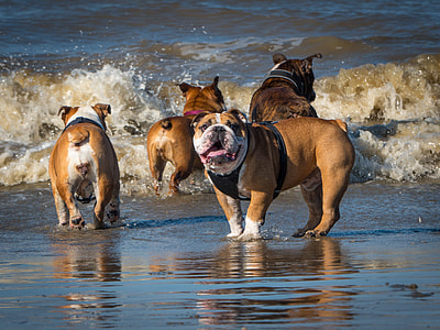 four adult tan English bulldog on seashore thumbnail