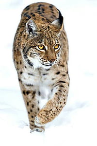 snow leopard thumbnail