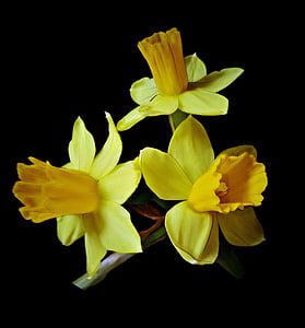 yellow flowers thumbnail