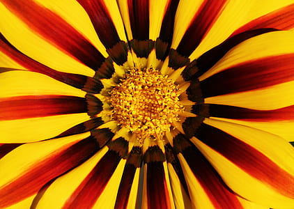 yellow petaled flower thumbnail