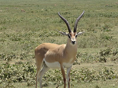 brown deer on grass field thumbnail