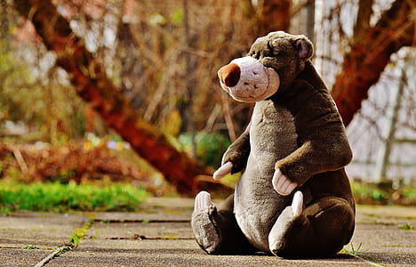 brown and white bear plush toy on brown pavement thumbnail