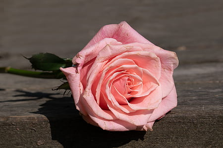 pink rose flower on wooden plank thumbnail