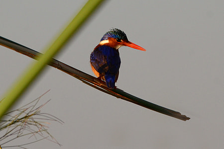 Malachite Kingfisher, Kingfisher thumbnail