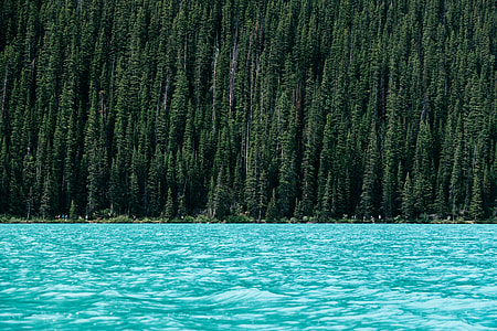 body of water near island surrounded by pine trees thumbnail