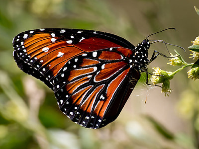 macro photo of a Monarch Butterfly on green plant thumbnail