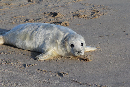 photography of white seal lying on sand thumbnail
