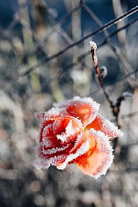 Frozen flower thumbnail