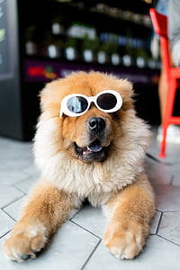 brown chow chow wearing sunglasses lying on floor thumbnail