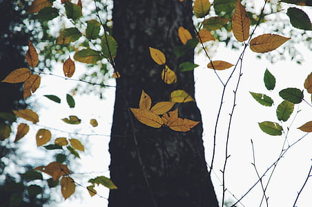 low-angle photo of tree thumbnail