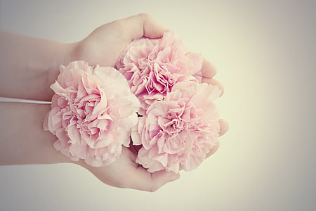 person holding pink petaled flower thumbnail