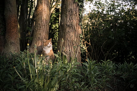short-fur orange and white cat beside tree trunks thumbnail