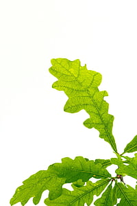 green leafed plant thumbnail