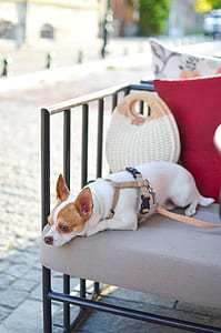 white and tan Chihuahua puppy lying on sofa thumbnail