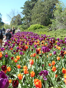 assorted-color flower field at daytime thumbnail