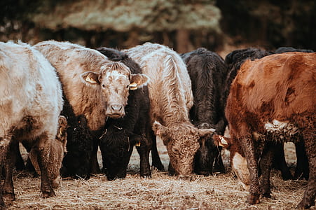 group of assorted-color cow calf on grass field photo thumbnail